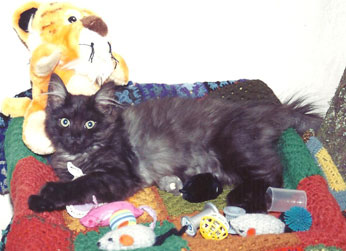 maine coon