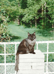 maine coon