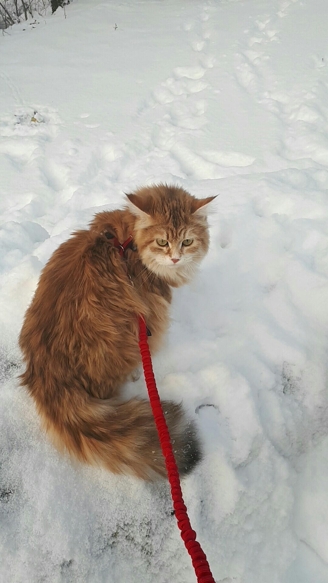sibirisk katt Marilyn