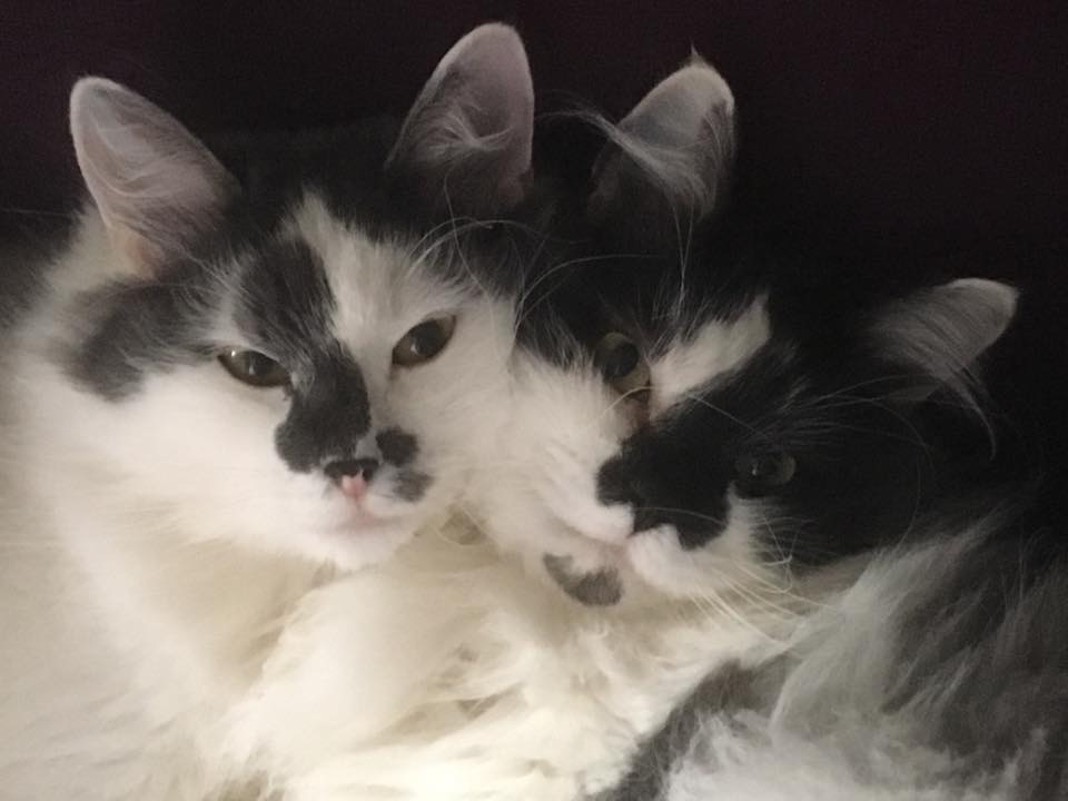 Sibirisk katt Yeti och Silver