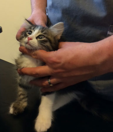 sibirisk kattunge Tellus