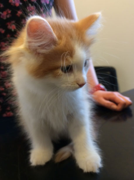 sibirisk kattunge Thor