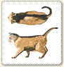 katt övervikt