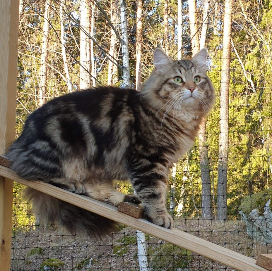 sibirisk katt Ragnar