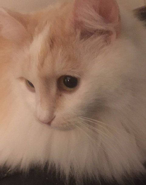 Sibirisk katt Regules
