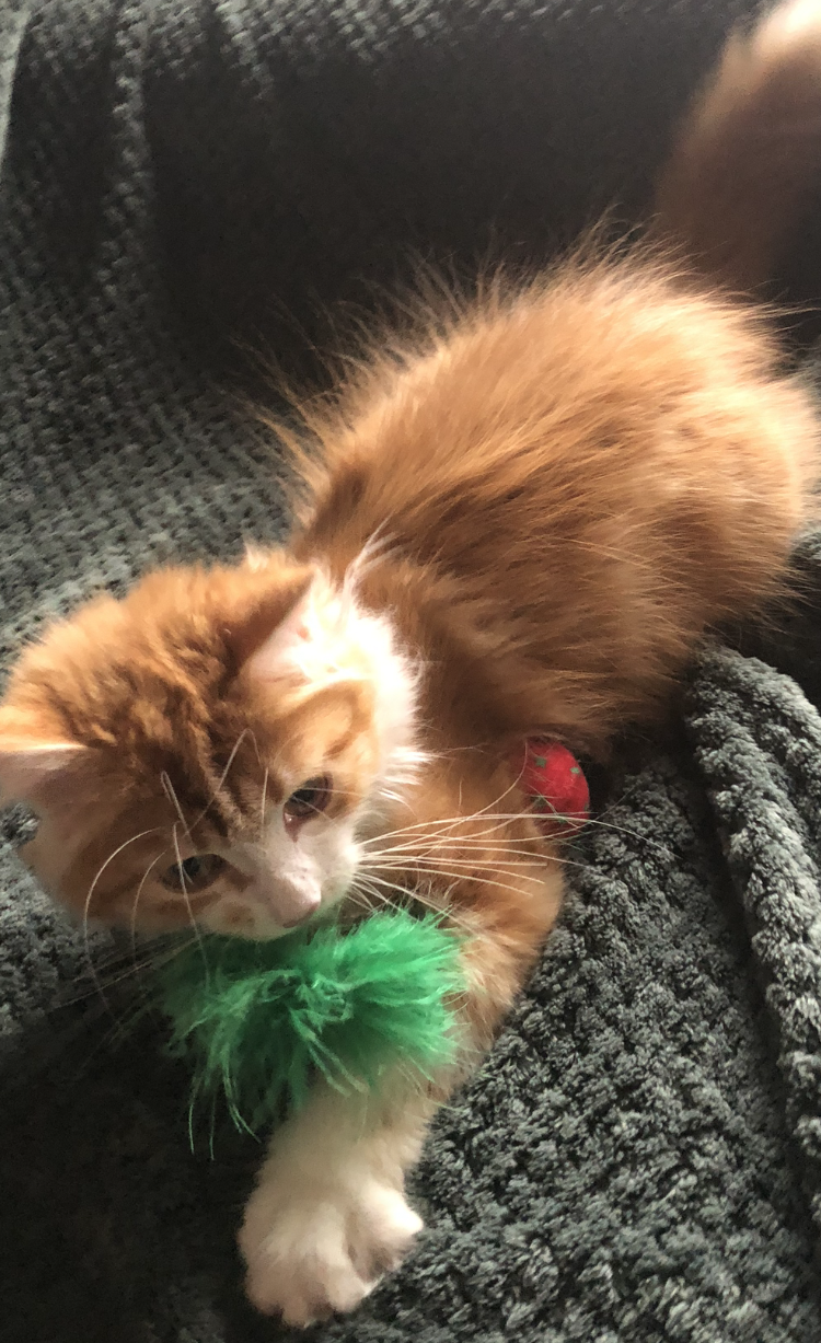 sibirisk katt Vivaldi