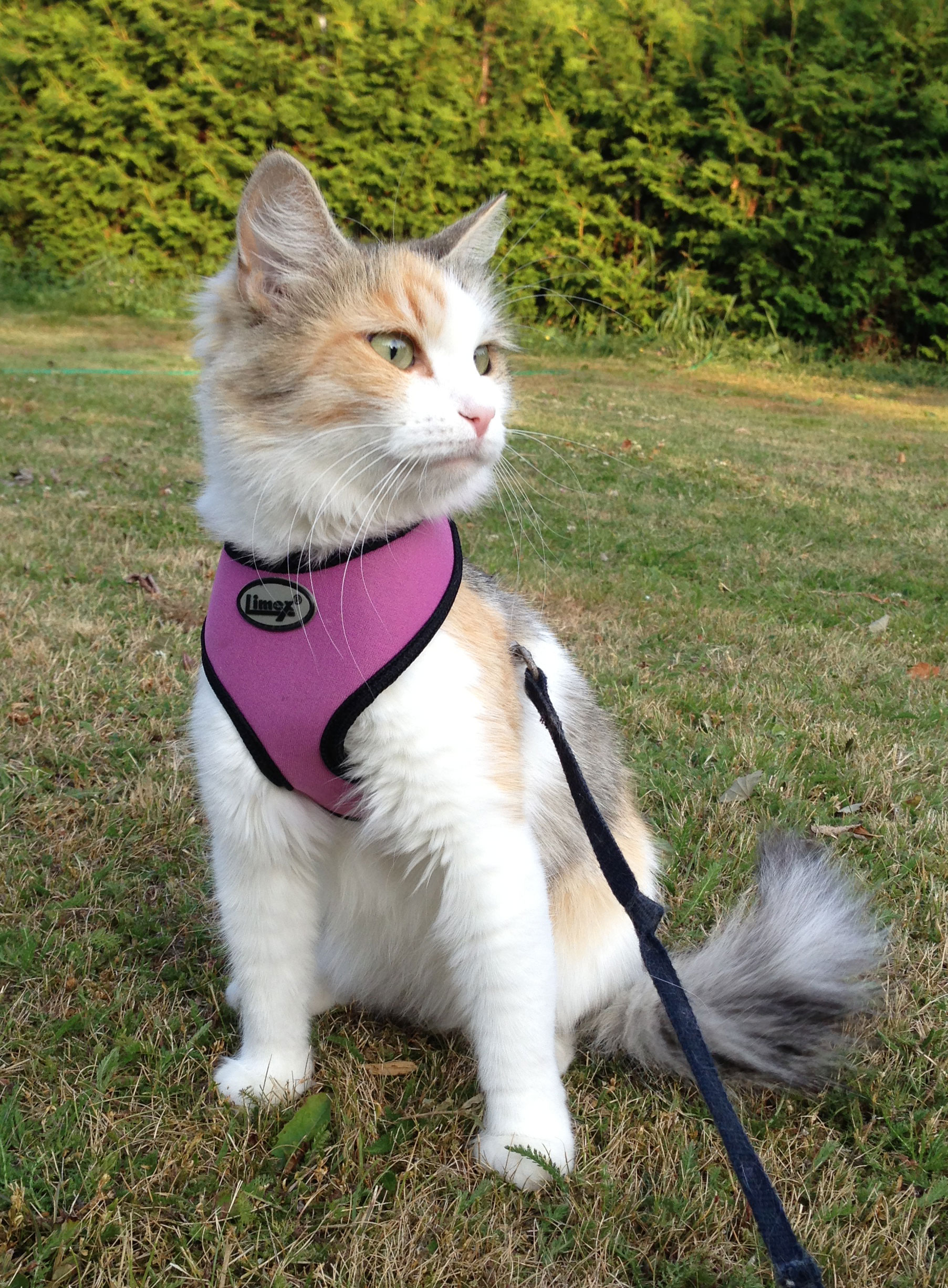 sibirisk katt Colbie