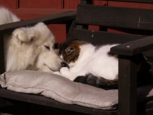 huskatt