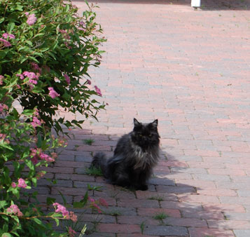 maine coon