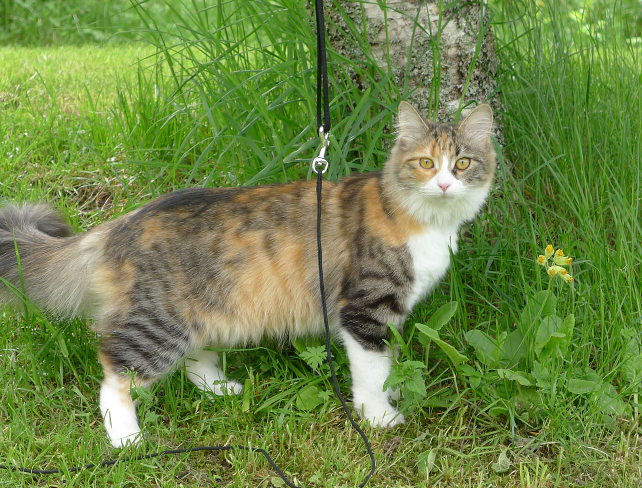 sibirisk katt Ioata Arae